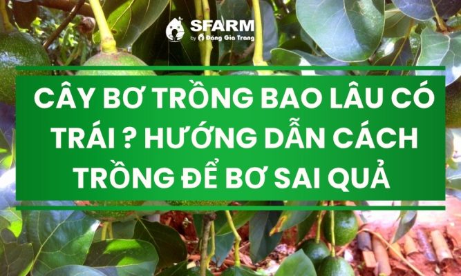 cay bo trong bao lau co trai thumb
