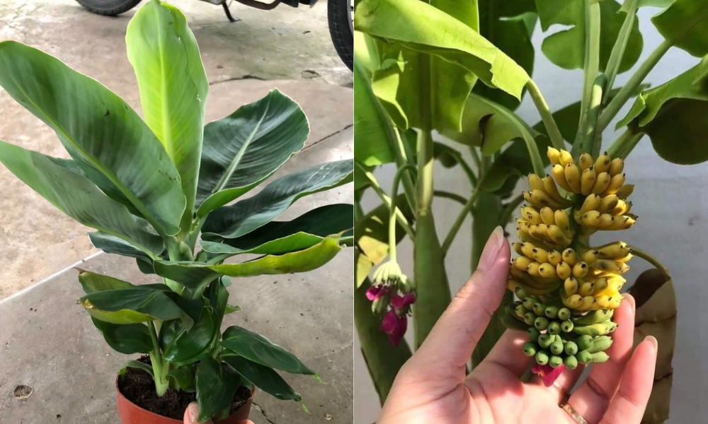 Chuối cảnh mini