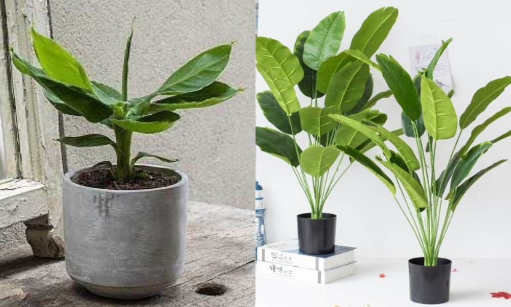 Chuối cảnh mini