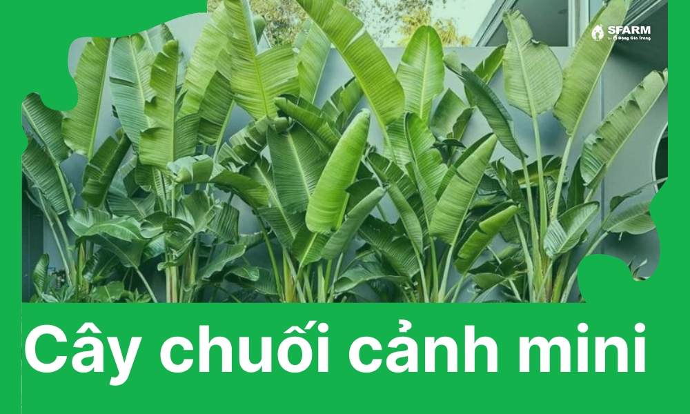 Chuối cảnh mini