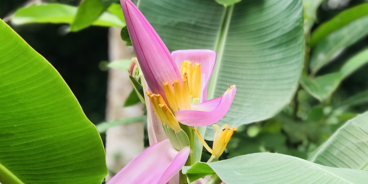 Cây chuối hoa sen Cây chuối hoa sen