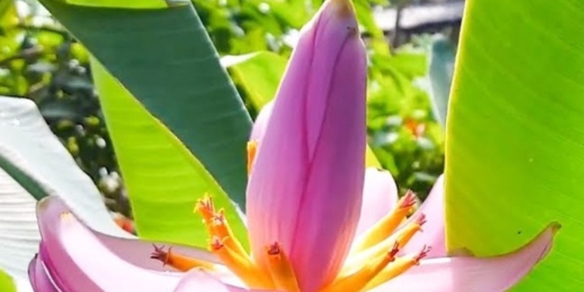 Đặc điểm nổi bật của cây chuối hoa sen Đặc điểm nổi bật của cây chuối hoa sen