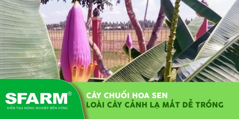 cay chuoi hoa sen loai cay canh la mat thumb