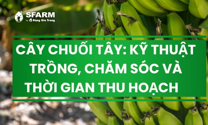 cay chuoi tay ky thuat trong cham soc thumb
