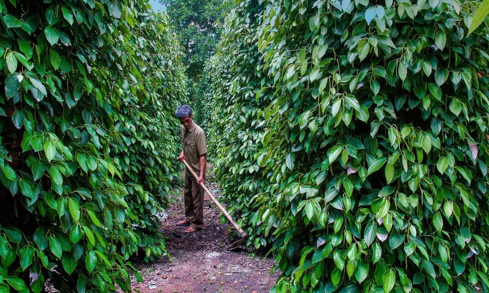 Vai trò của cây hồ tiêu trong nông nghiệp Việt Nam Vai trò của cây hồ tiêu trong nông nghiệp Việt Nam