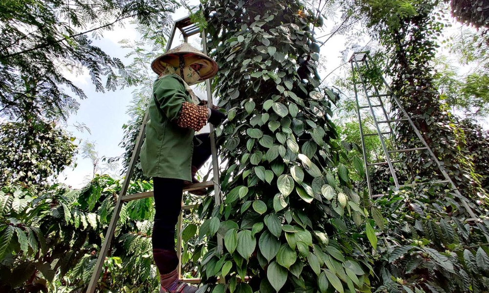 Các vùng sản xuất nổi bật cây hồ tiêu tại Việt Nam Các vùng sản xuất nổi bật cây hồ tiêu tại Việt Nam