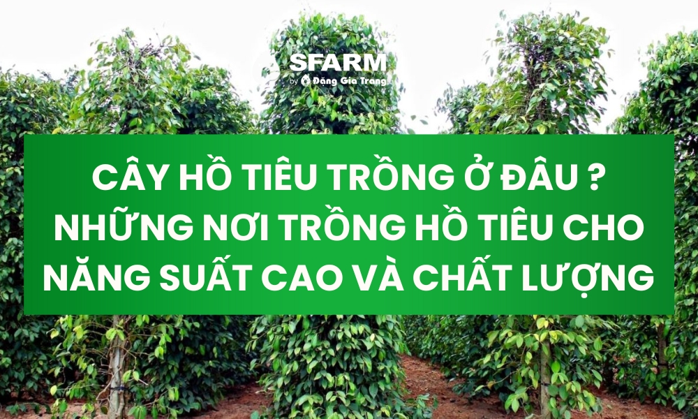 Cây hồ tiêu trồng ở đâu ? Những nơi trồng hồ tiêu cho năng suất cao và chất lượng Cây hồ tiêu trồng ở đâu ? Những nơi trồng hồ tiêu cho năng suất cao và chất lượng