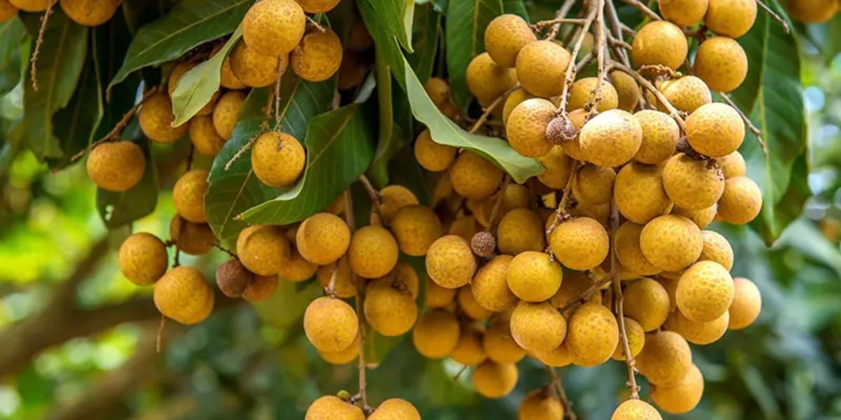 Đặc điểm nổi bật của cây nhãn tiêu