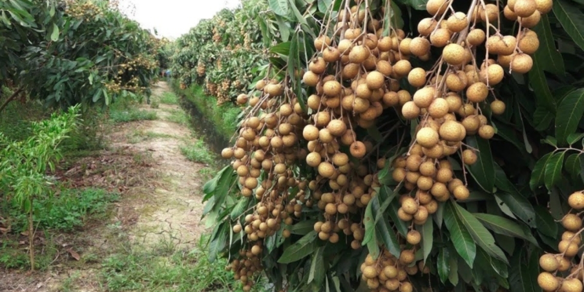 Cách trồng cây nhãn tiêu 