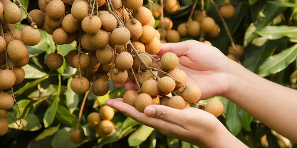 Kỹ thuật chăm sóc cây nhãn tiêu 