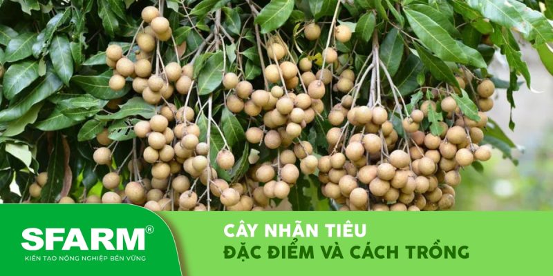 cay nhan tieu dac diem va cach trong thumb