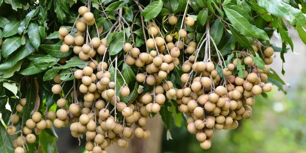 Cây nhãn tiêu đặc điểm và cách trồng 