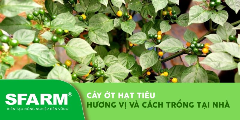 cay ot hat tieu cach trong tai nha thumb