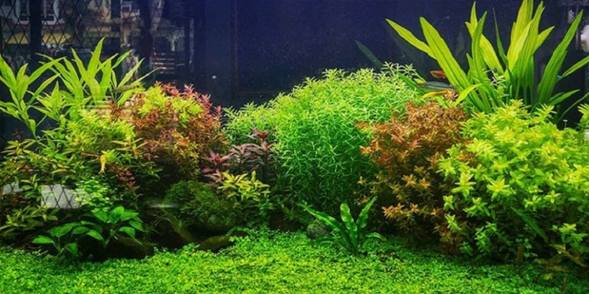 Cây thủy sinh dễ trồng và cách chăm sóc đơn giản Cây thủy sinh dễ trồng và cách chăm sóc đơn giản
