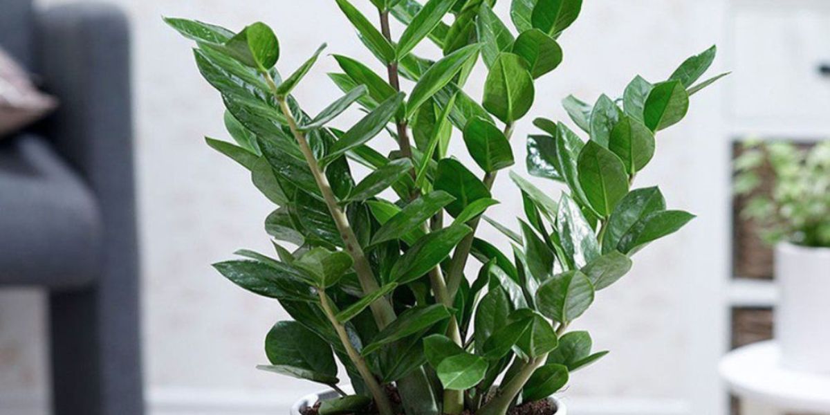 Cây kim tiền có ý nghĩa phong thủy tốt Cây kim tiền có ý nghĩa phong thủy tốt