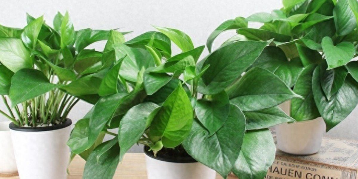 Trầu bà xanh để trang trí trong phòng Trầu bà xanh để trang trí trong phòng