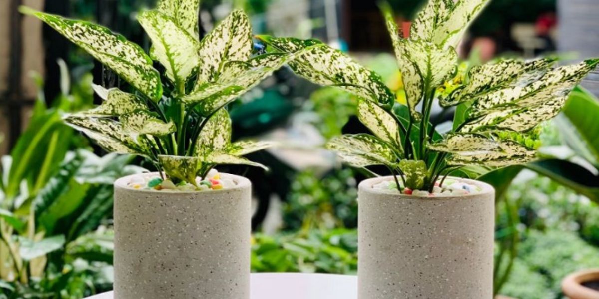 Cây ngọc ngân dùng trang trí quán cà phê Cây ngọc ngân dùng trang trí quán cà phê