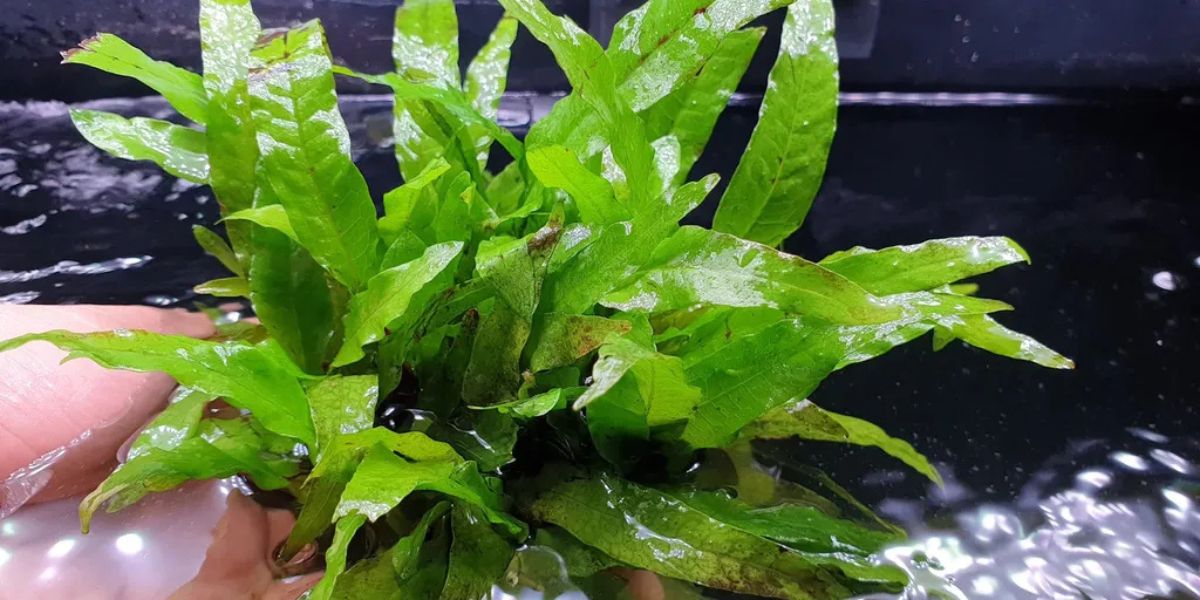 Dương xỉ Java cây thủy sinh thuộc họ dương xỉ Dương xỉ Java cây thủy sinh thuộc họ dương xỉ