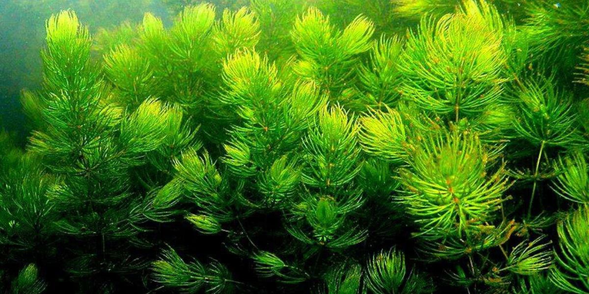 Rong đuôi chồn được trồng phổ biến trong bể cá Rong đuôi chồn được trồng phổ biến trong bể cá