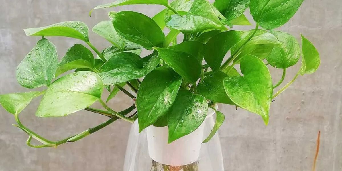 Trầu bà thủy sinh trồng trong môi trường nước Trầu bà thủy sinh trồng trong môi trường nước