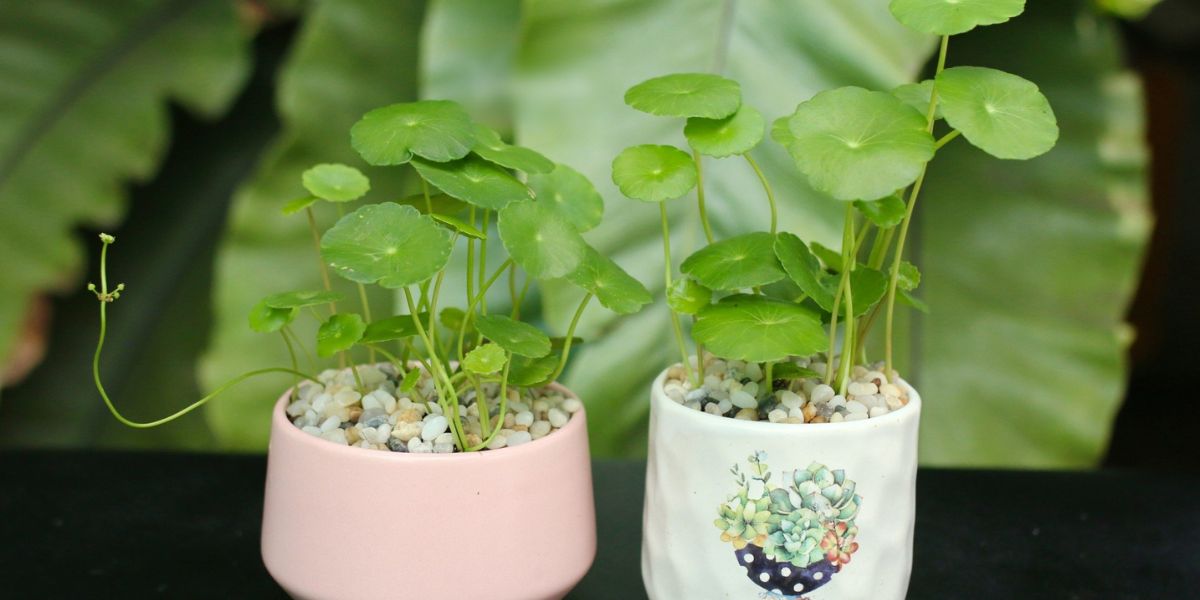Sen dù mini cây thủy sinh bán cạn Sen dù mini cây thủy sinh bán cạn