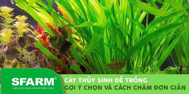 Cây thủy sinh dễ trồng: Gợi ý chọn và cách chăm đơn giản