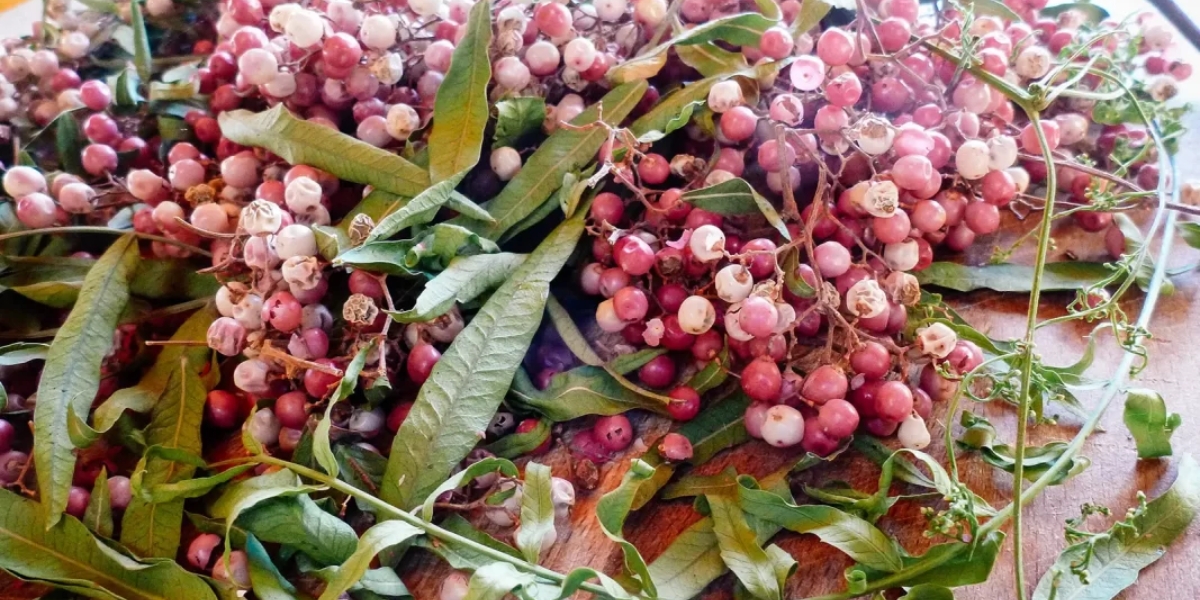 Tiêu hồng là gì ? có phải cùng họ với tiêu đen ? Tiêu hồng là gì ? có phải cùng họ với tiêu đen?