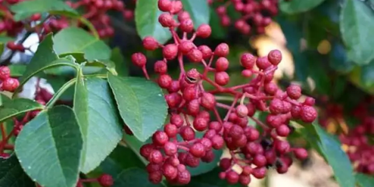 Tiêu hồng - mang trong mình hương vị đặc biệt Tiêu hồng - mang trong mình hương vị đặc biệt