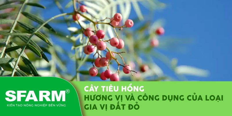 cay tieu hong huong vi va cong dung thumb