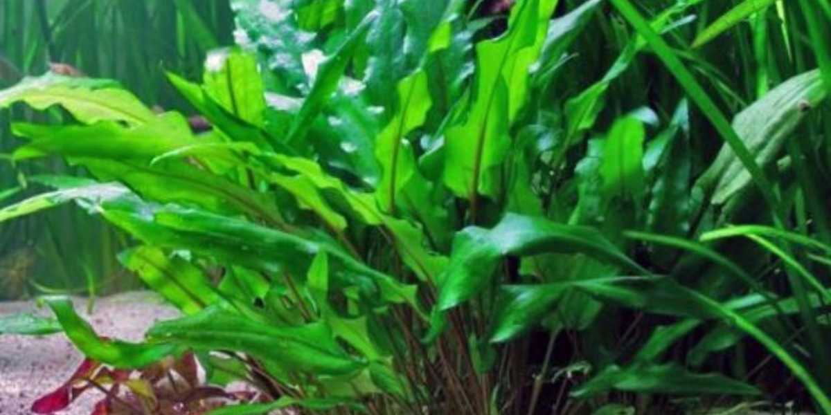 Cây tiêu thảo xanh 