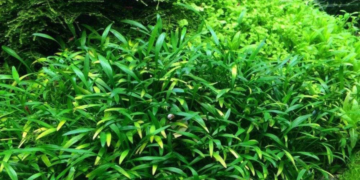 Hướng dẫn trồng và chăm sóc cây tiêu thảo xanh 