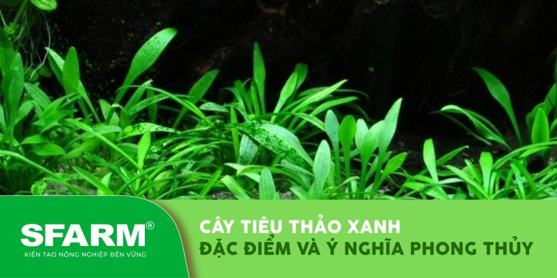 cay tieu thao xanh dac diem va y nghia phong thuy thumb 1