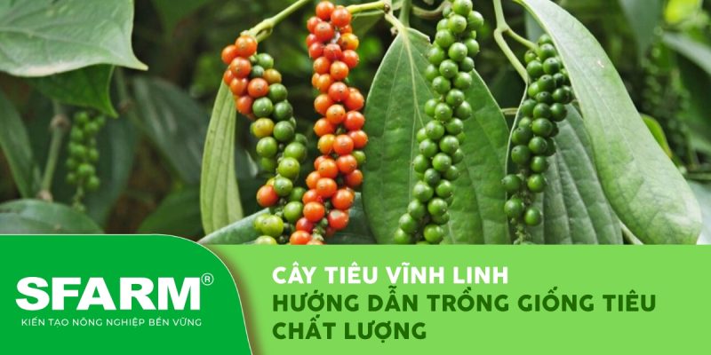 cay tieu vinh linh huong dan trong thumb