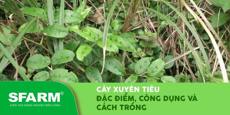 cay xuyen tieu dac diem cong dung va cach trong thum