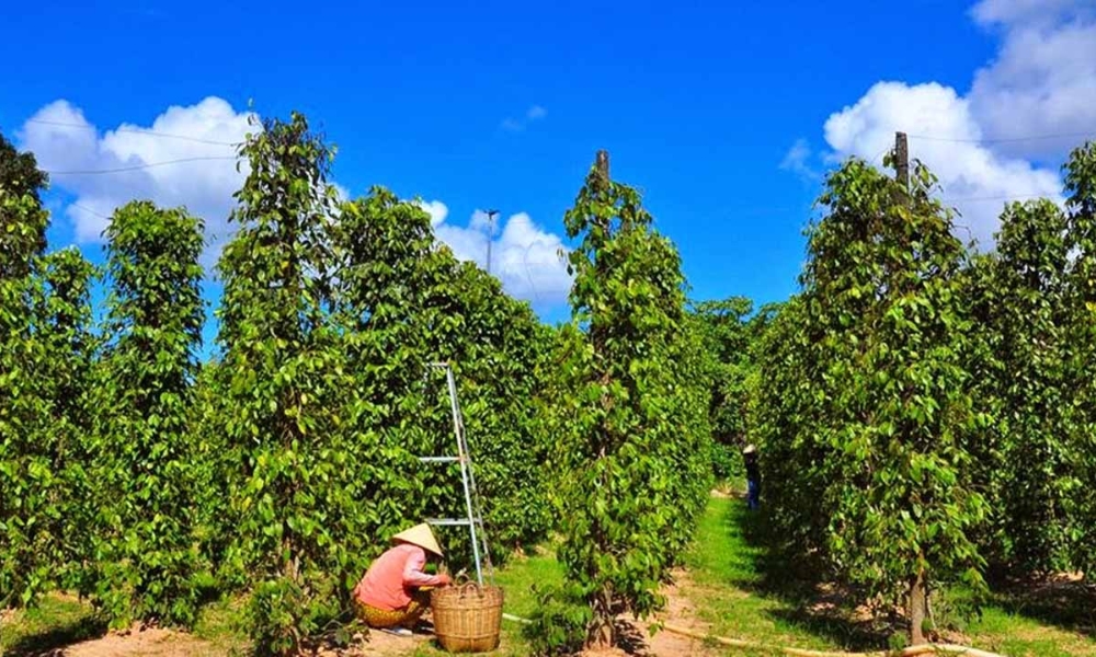 Tác động của mùa khô đến sự sinh trưởng của cây hồ tiêu Tác động của mùa khô đến sự sinh trưởng của cây hồ tiêu