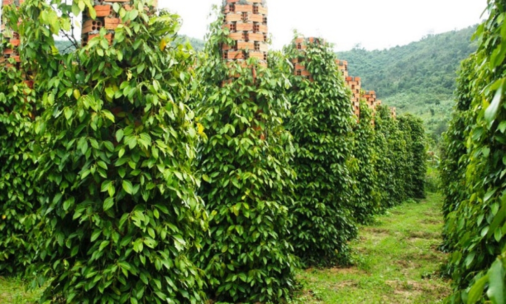 Một số lưu ý đặc biệt trong chăm sóc hồ tiêu mùa khô Một số lưu ý đặc biệt trong chăm sóc hồ tiêu mùa khô