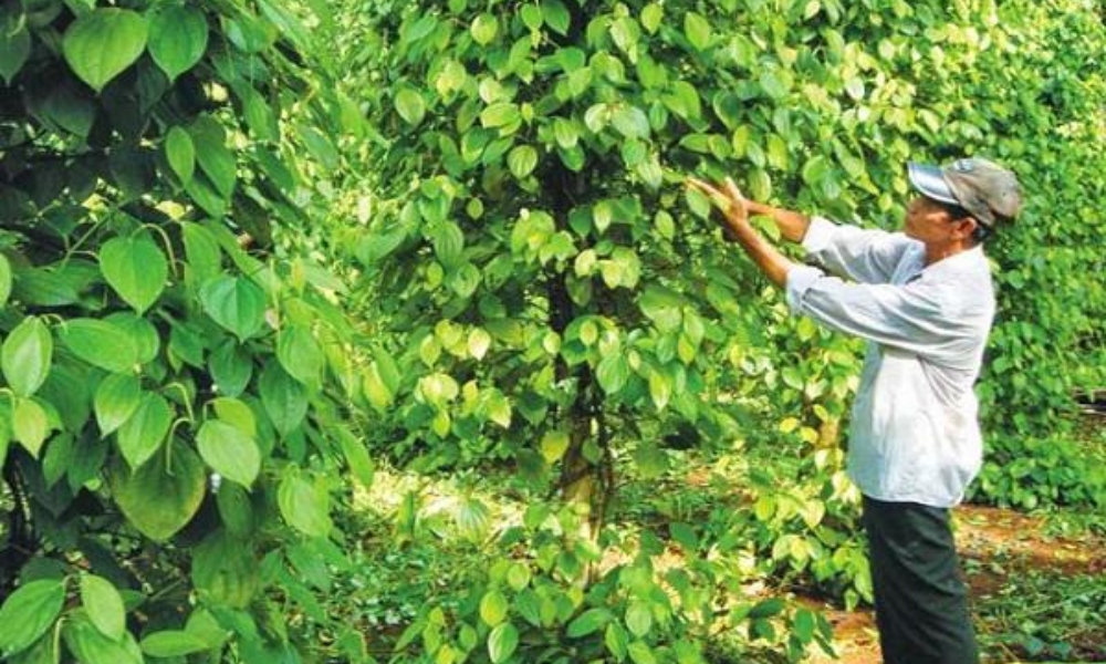 Câu hỏi thường gặp về chăm sóc hồ tiêu mùa khô Câu hỏi thường gặp về chăm sóc hồ tiêu mùa khô