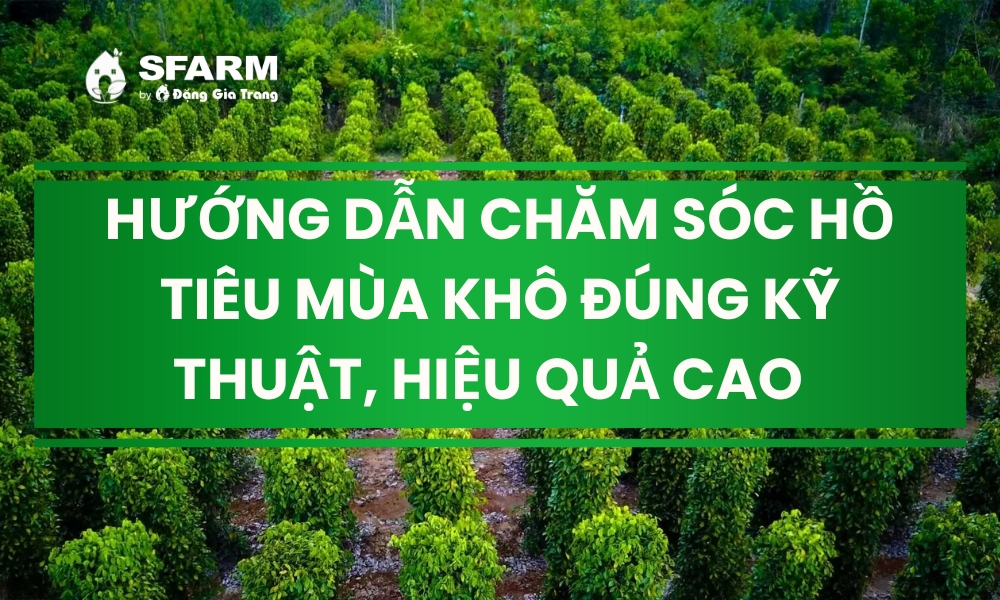 Chăm sóc hồ tiêu mùa khô đúng kỹ thuật, hiệu quả cao Chăm sóc hồ tiêu mùa khô đúng kỹ thuật, hiệu quả cao