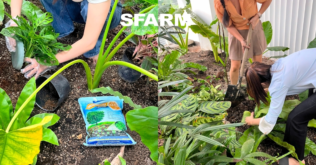 Các thành viên SFARM tích cực trồng cây
