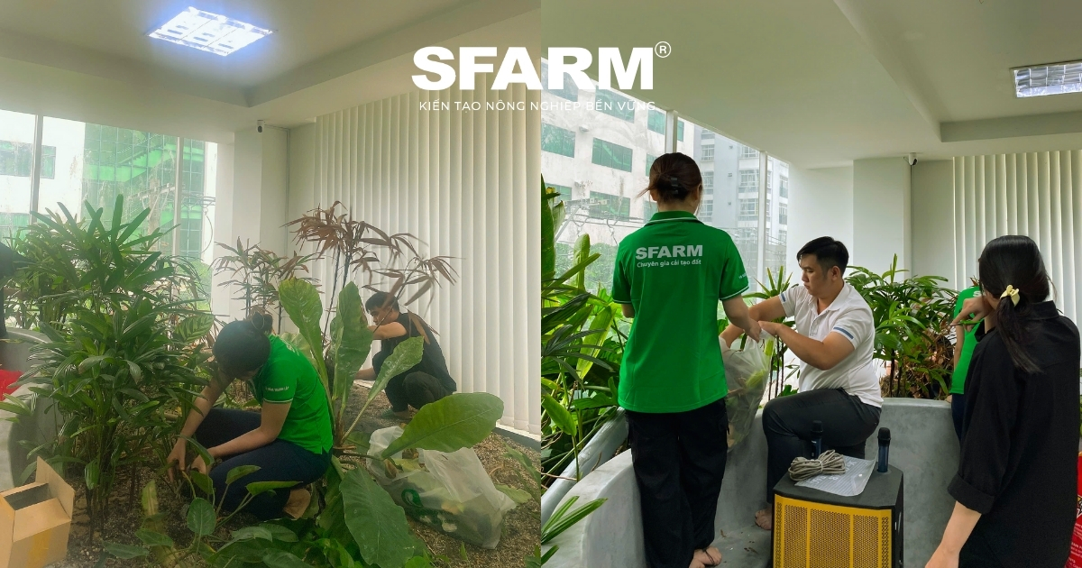 Câu chuyện phủ xanh văn phòng được hoàn thiện từ chính đội ngũ SFARM