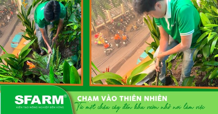 Trồng cây xanh tại văn phòng