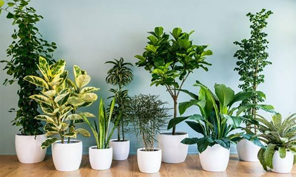 Chọn cây phù hợp để trồng trong chậu xi măng