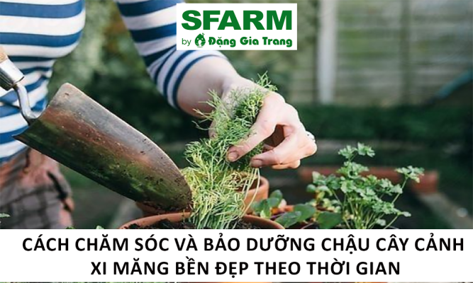 Cách chăm sóc và bảo dưỡng chậu cây cảnh xi măng bền đẹp theo thời gian