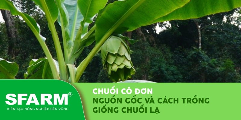 chuoi co don nguon goc va cach trong thumb