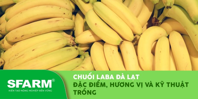 chuoi laba da lat dac diem ky thuat trong thumb