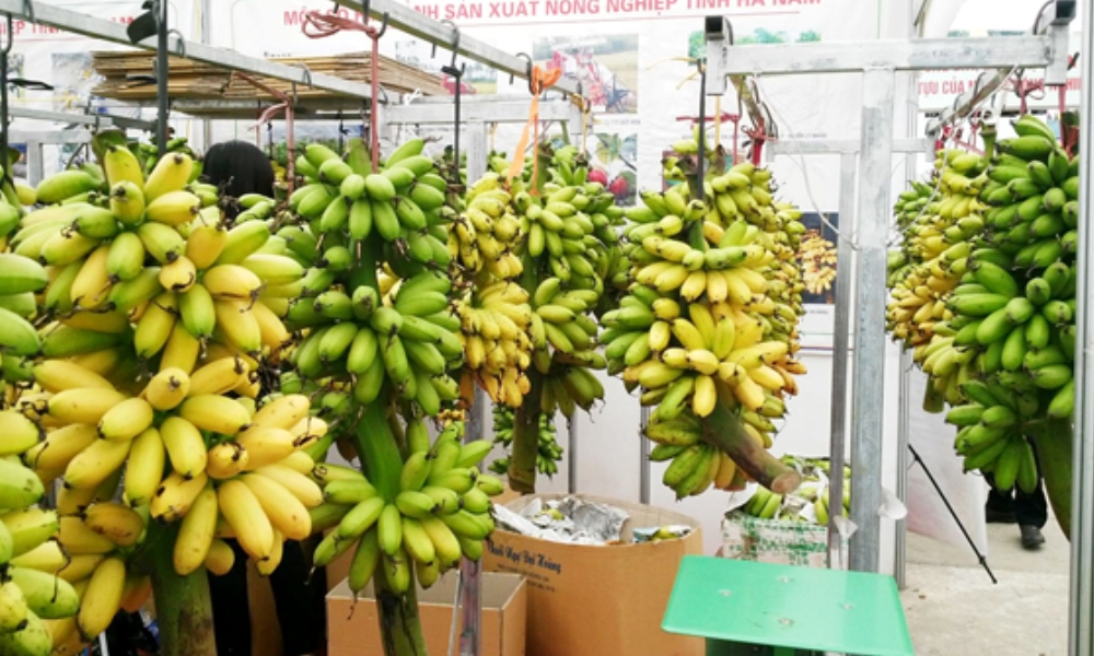 Chuối ngự còn mang lại nhiều giá trị dinh dưỡng và lợi ích sức khỏe Chuối ngự còn mang lại nhiều giá trị dinh dưỡng và lợi ích sức khỏe
