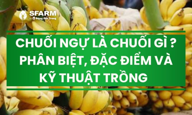 chuoi ngu la chuoi gi thumb 1