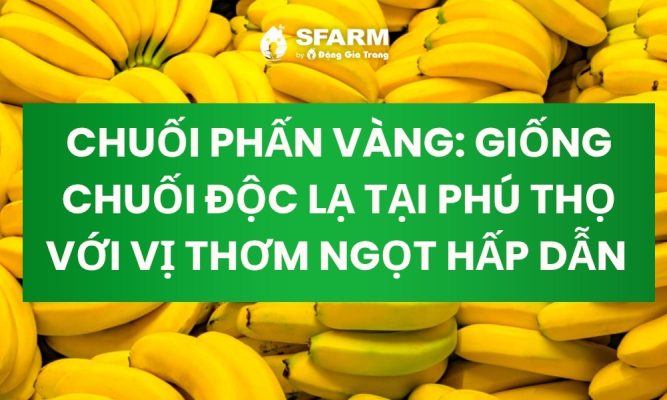 chuoi phan vang giong chuoi doc la tai phu tho thumb