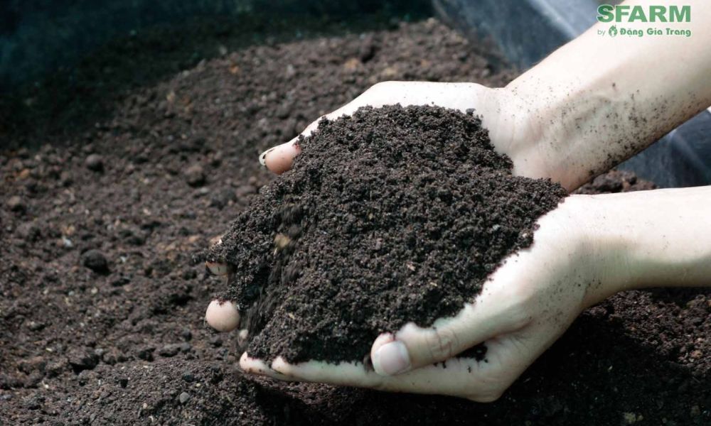 Đất trồng cây đa dụng với thành phần như đá vôi, tro xỉ, phân bò và phân chuồng
