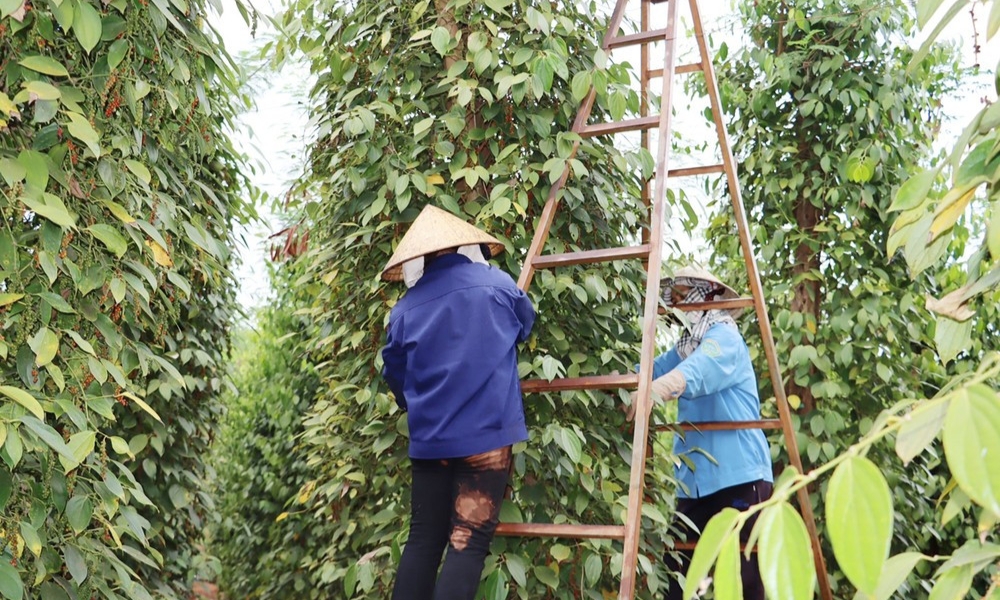 Cây tiêu là cây trồng có nhu cầu dinh dưỡng cao Cây tiêu là cây trồng có nhu cầu dinh dưỡng cao